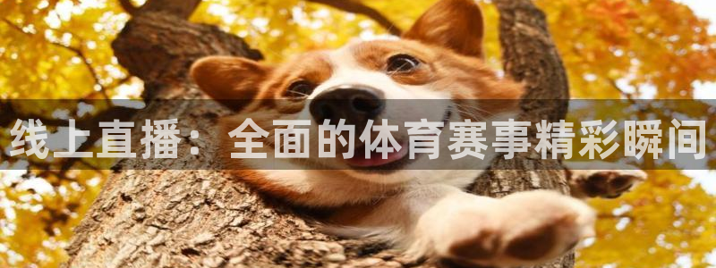 线上直播：全面的体育赛事精彩瞬间