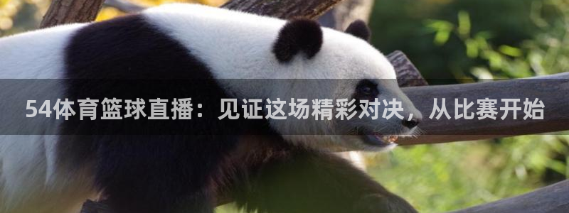 54体育篮球直播：见证这场精彩对决，从比赛开始